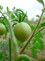 Groene tomaten worden niet door dieren gegeten en voor mensen zijn ze eveneens ongezond. / Bron: Linda Rosendahl, Wikimedia Commons (Publiek domein)